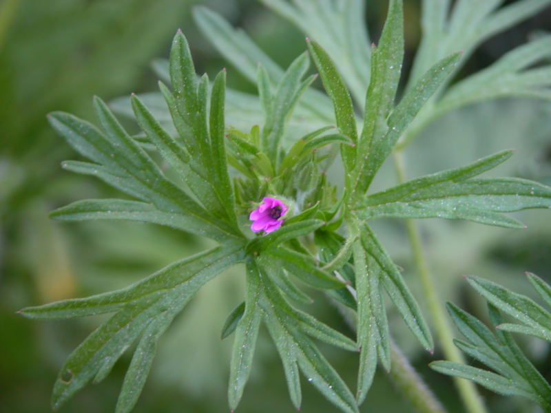 Geranium dissectum